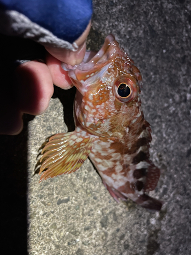 カサゴの釣果