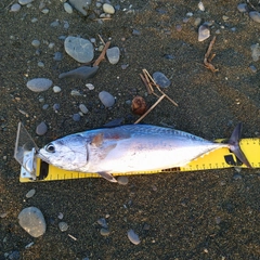 ソウダガツオの釣果