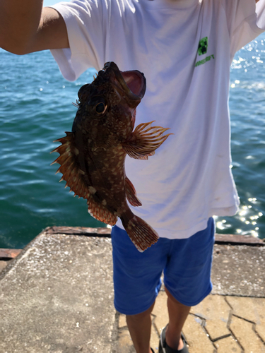 カサゴの釣果