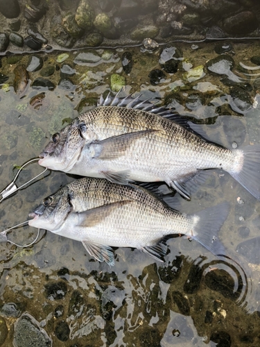 クロダイの釣果