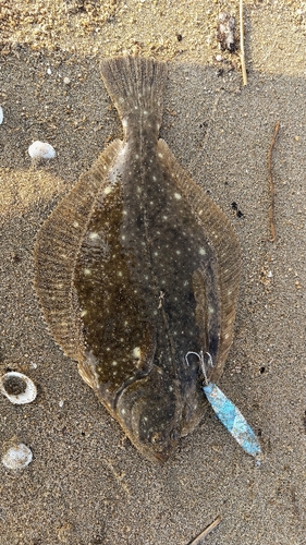 カレイの釣果