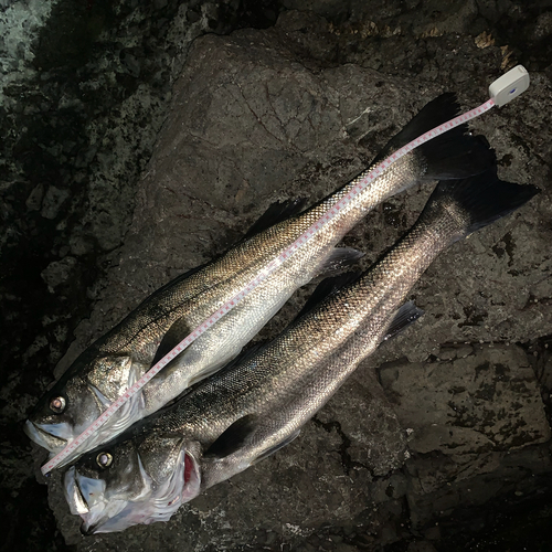 スズキの釣果