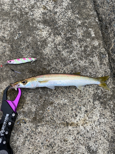 カマスの釣果