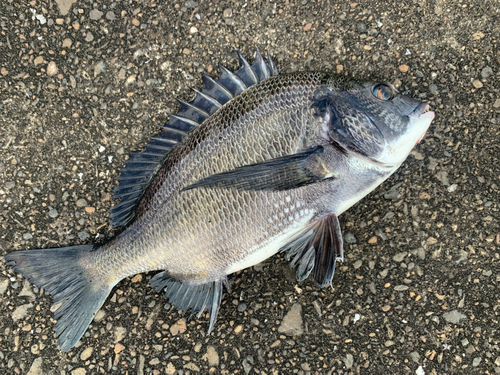 チヌの釣果