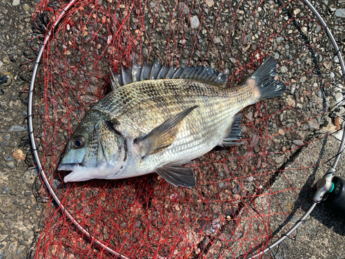 チヌの釣果