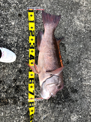 コブダイの釣果