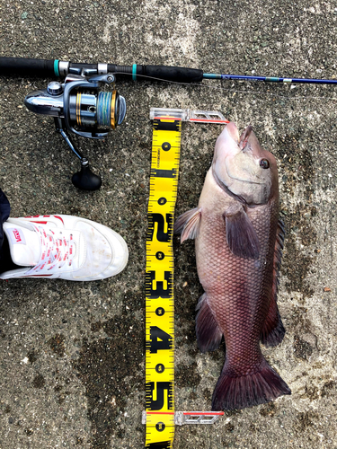 コブダイの釣果