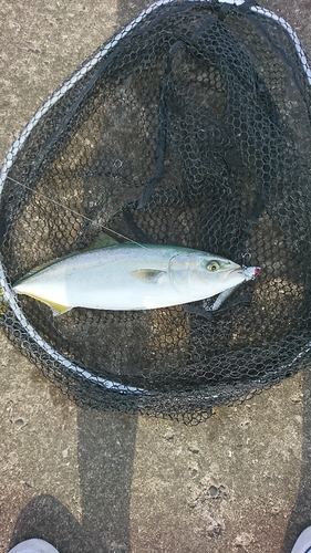 イナダの釣果