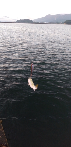 シロサバフグの釣果