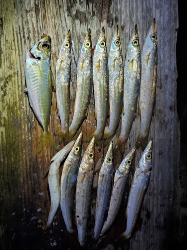 カマスの釣果