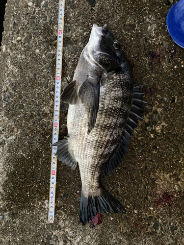 クロダイの釣果