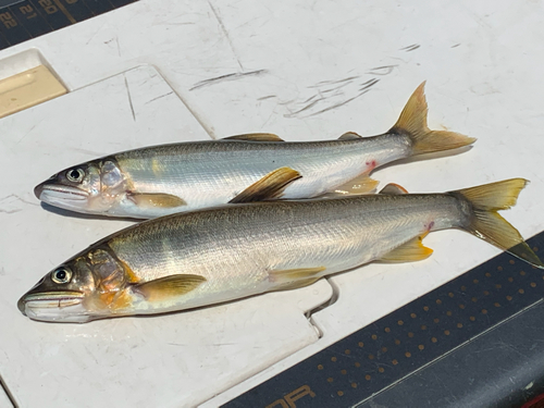 アユの釣果