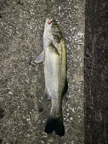 マルスズキの釣果