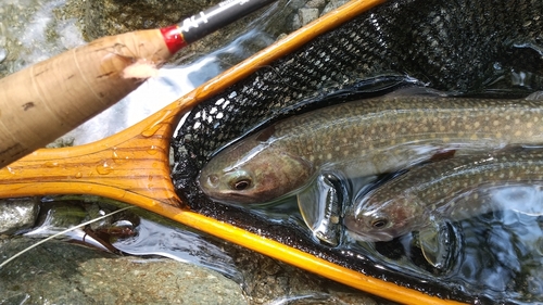 ニッコウイワナの釣果