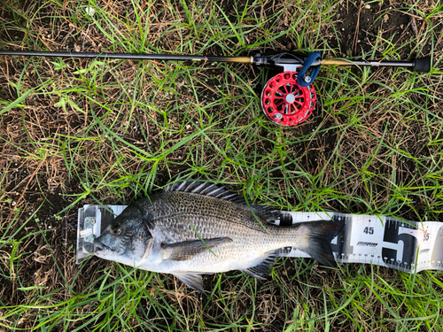 チヌの釣果