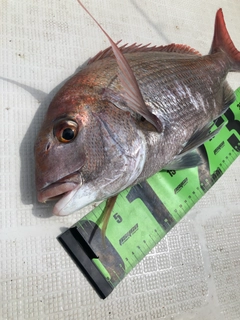 タイの釣果