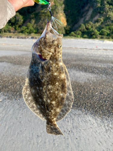 ソゲの釣果