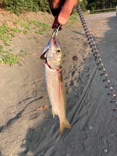 ボラの釣果