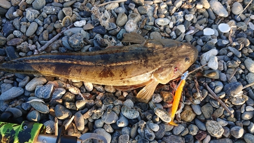 マゴチの釣果