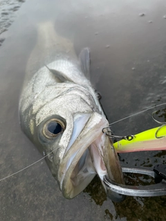 ヒラスズキの釣果