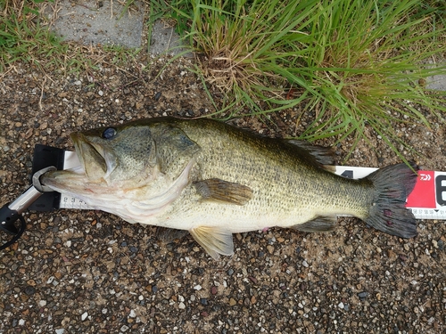 ブラックバスの釣果