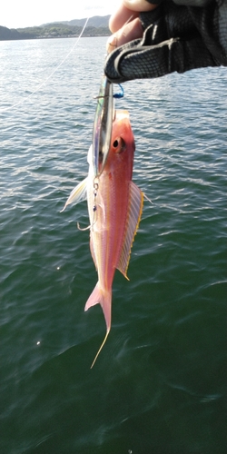 イトヨリダイの釣果