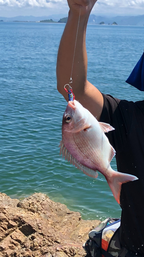 マダイの釣果