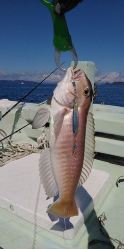 シロアマダイの釣果