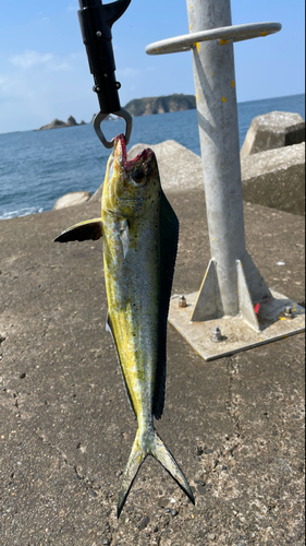 シイラの釣果