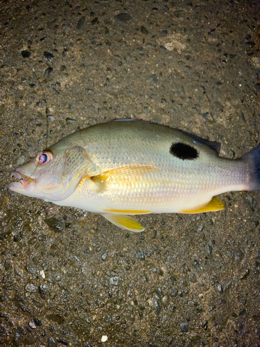 クロホシフエダイの釣果