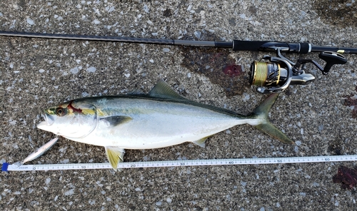 イナダの釣果