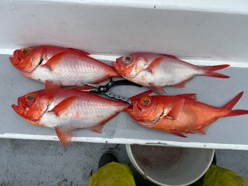 キンメダイの釣果