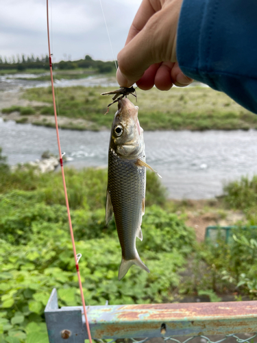 ニゴイの釣果