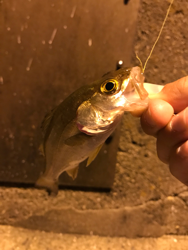 セイゴ（マルスズキ）の釣果