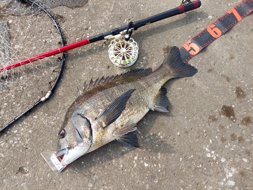 クロダイの釣果