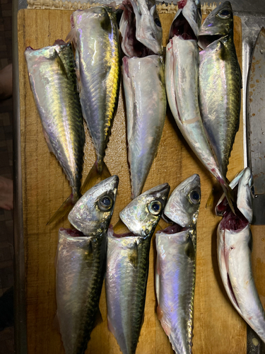 サバの釣果