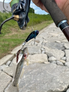 マハゼの釣果