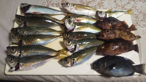 アジの釣果