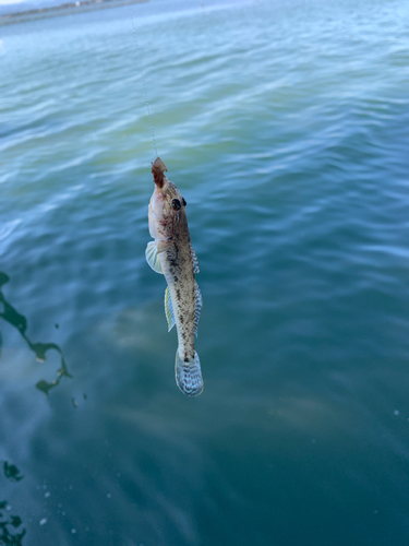 ハゼの釣果