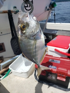 カイワリの釣果