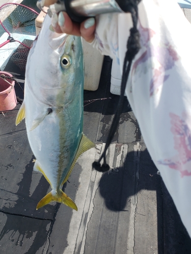 ハマチの釣果