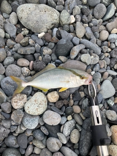 ショゴの釣果