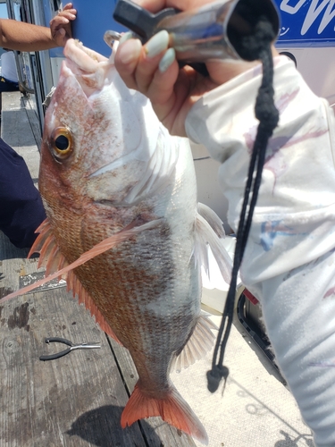 タイの釣果