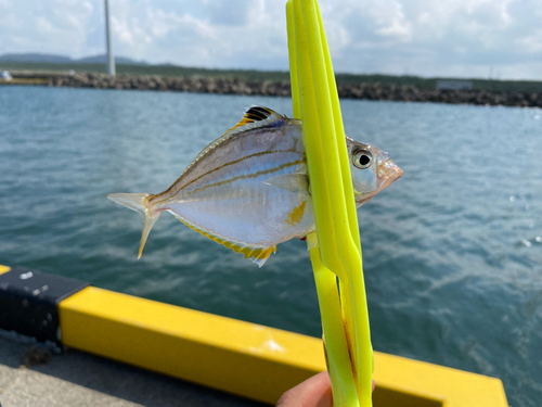 ヒイラギの釣果