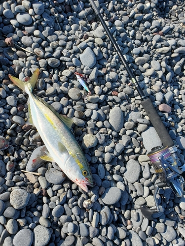 ハマチの釣果