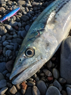 サゴシの釣果