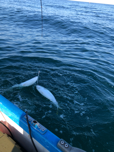 ツバスの釣果