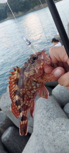 アラカブの釣果