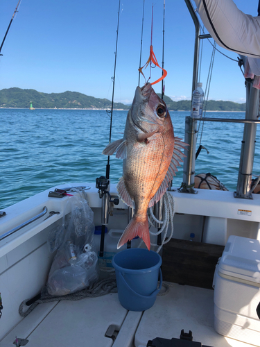 マダイの釣果