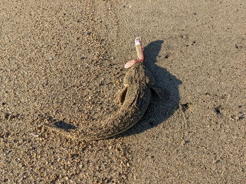 マゴチの釣果